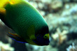 Drückerfisch