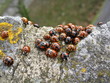 ladybirds