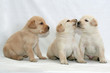 Labrador puppy