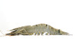 Tiger Prawn