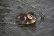 Baby Duckling