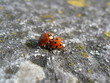 ladybirds