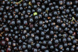 close-up of black currants