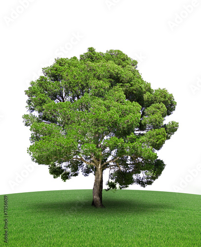 Illustration: arbre sur prairie arbre sur prairie