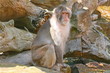 Affe vor Felsen