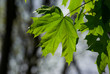 Fresh Green Maple leaves