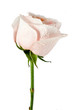 Rose close-up Rose close-up