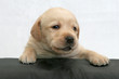 Labrador puppy  