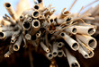 Bamboo