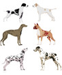 cães