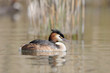 Grèbe huppé (Podiceps cristatus) 