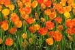 tulipe
