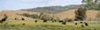 Beef on the Hoof, Herd of Angus Cattle