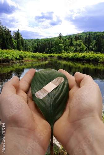 Photo: human hands holding bandaged leaf. human hands holding bandaged leaf.