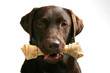 Shot of a chocolate labrador with a bone in this mouth