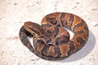 Young Cottonmouth Ready to Strike!