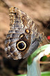 Owl Butterfly