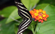 Zebra Longwing Butterfly