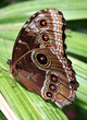 Photo: Morpho Butterfly Morpho Butterfly