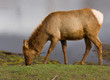 Elk