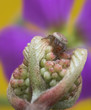 Kreuzspinne