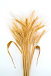 Bundle of Wheat Bundle of Wheat