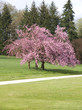 Blühende Kirschbäume 1