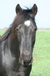 Black Horse Black Horse