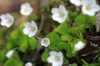 Blossom
