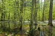 Springtime alder bog forest Springtime alder bog forest