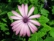 Dew & Flower