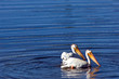 Two pelicans in the river, Yellowstone national park, Wyoming