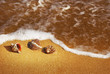 Seashell