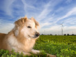 Photo: Neo resting on a wind farm Neo resting on a wind farm