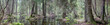 Natural swampy forest panorama Natural swampy forest panorama