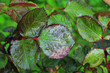 Photo en ligne au meilleur prix Green leaves / feuilles vertes de rosiers