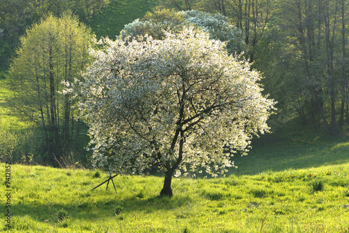 Photo: cherry cherry
