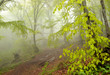 Mystic foggy forest landscape