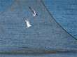 gabbiani e rete da pesca