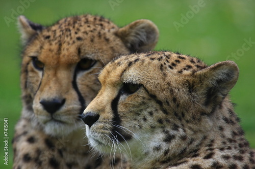 Foto: Gepard Gepard