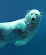 Polar bear underwater close-up Polar bear underwater close-up