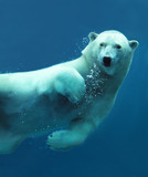 Polar bear underwater close-up - Fine Art prints