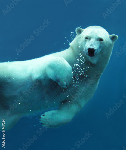 Foto: Polar bear underwater close-up Polar bear underwater close-up