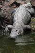 Alligator going into river Alligator going into river