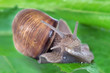 Garden snail
