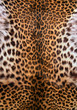 Skin of the leopard
