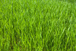 rich green grass