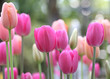 Spring tulips