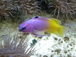 Purple Yellow Fish
