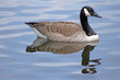 Canadian Goose swimming with reflection